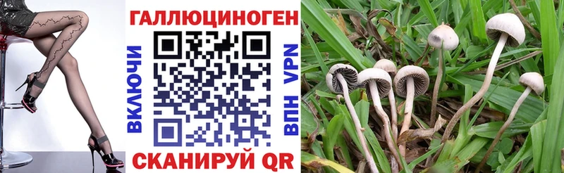 купить наркоту  Борисоглебск  Псилоцибиновые грибы Psilocybine cubensis 